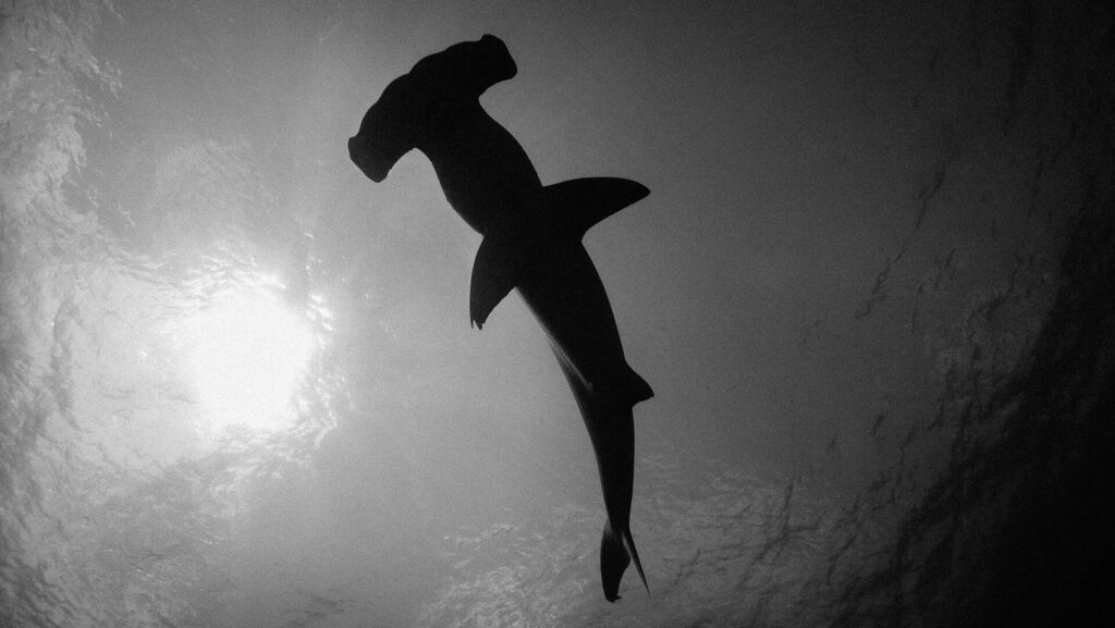 Schwarz-Weiß-Foto eines Hammerhais von unten, seine dunkle Silhouette vor der links sonnenbeschienenen Oberfläche, der Hammerkopf oben im Bild.