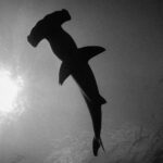 Schwarz-Weiß-Foto eines Hammerhais von unten, seine dunkle Silhouette vor der links sonnenbeschienenen Oberfläche, der Hammerkopf oben im Bild.