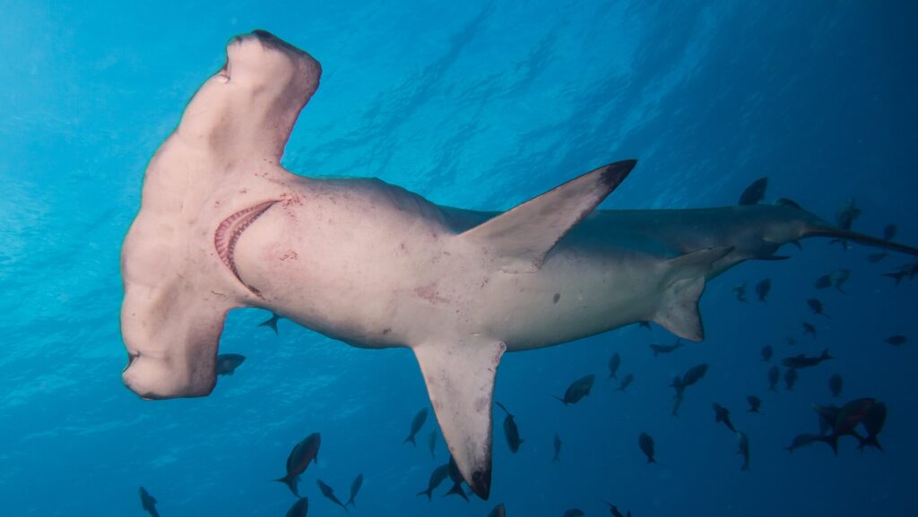 Ein Bogenstirn-Hammerhai von unten gesehen, weißer Bauch und sichtbare Kiemenspalten, umgeben von kleinen Fischen in blauem Wasser