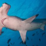 Ein Bogenstirn-Hammerhai von unten gesehen, weißer Bauch und sichtbare Kiemenspalten, umgeben von kleinen Fischen in blauem Wasser