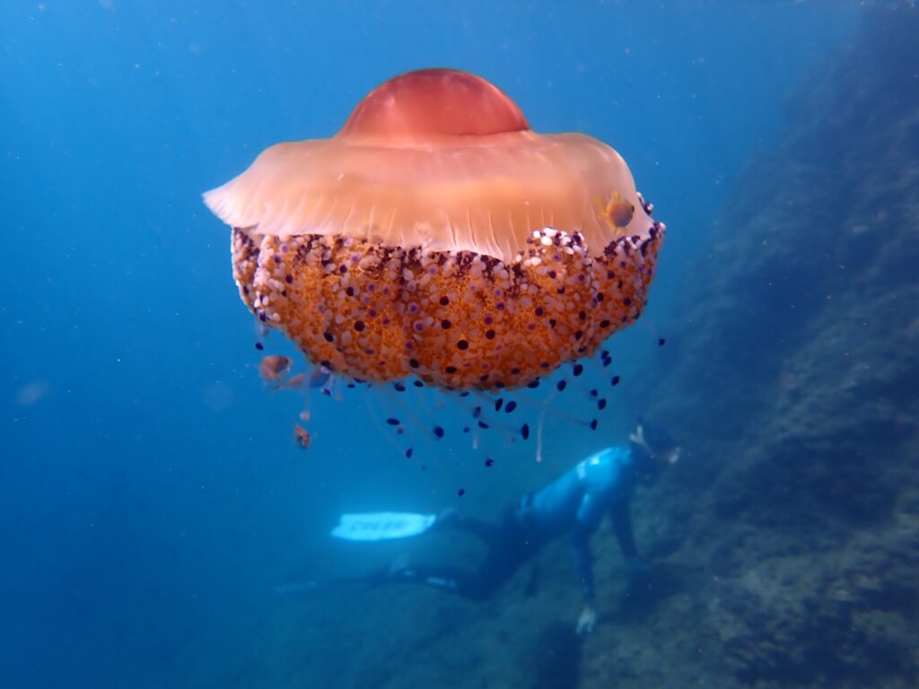 Eine große Spiegeleiqualle mit orangefarbenem Schirm und kurzen, mit violetten Knöpfen besetzten Armen treibt im blauen Freiwasser, kleine Fische suchen unter ihr Schutz, während im Hintergrund ein Apnoetaucher an einem Felshang entlangschwimmt.
