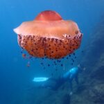Eine große Spiegeleiqualle mit orangefarbenem Schirm und kurzen, mit violetten Knöpfen besetzten Armen treibt im blauen Freiwasser, kleine Fische suchen unter ihr Schutz, während im Hintergrund ein Apnoetaucher an einem Felshang entlangschwimmt.