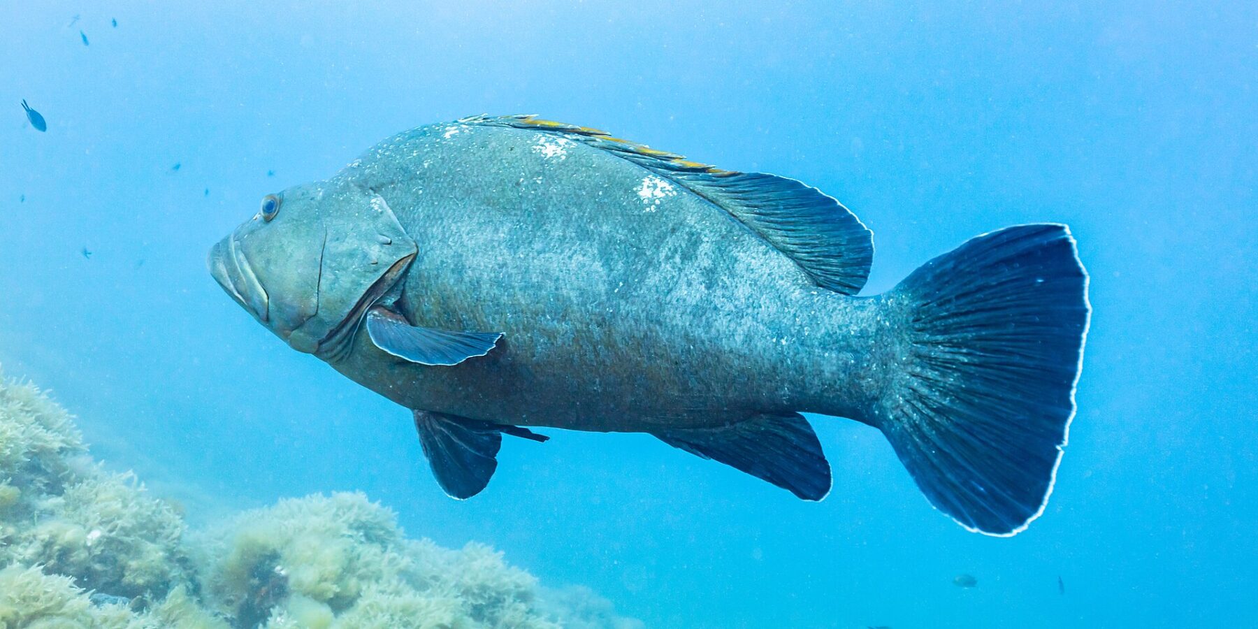 Ein großer Brauner Zackenbarsch im Profil schwimmt im blauen Freiwasser nach links, massiger graugrüner Körper mit dicken Lippen und dunklen, weiß gesäumten Flossen, über einem algenbewachsenen Felsgrund.