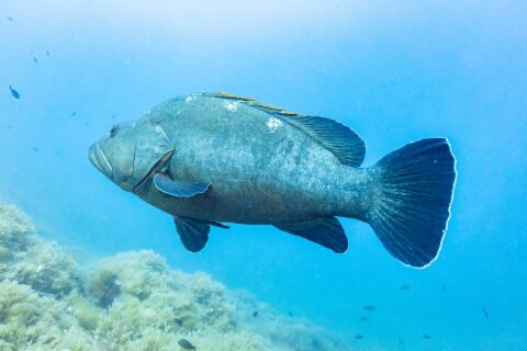 Ein großer Brauner Zackenbarsch im Profil schwimmt im blauen Freiwasser nach links, massiger graugrüner Körper mit dicken Lippen und dunklen, weiß gesäumten Flossen, über einem algenbewachsenen Felsgrund.