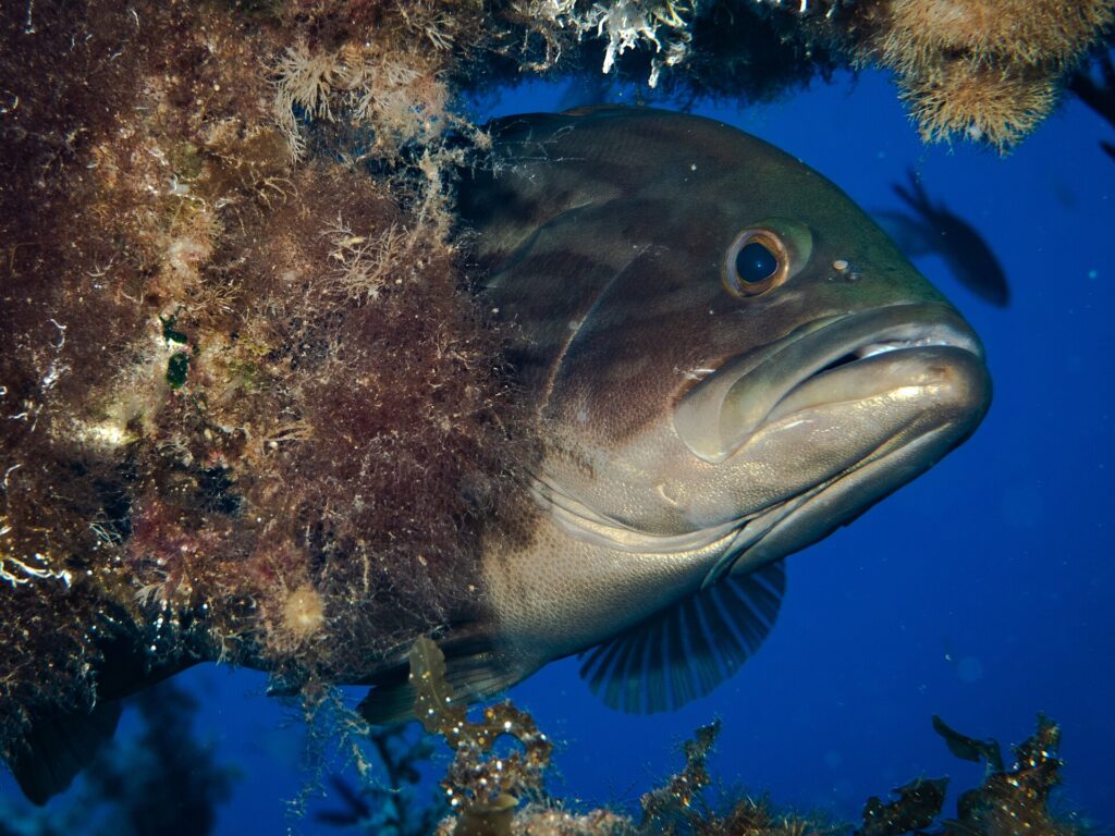 Nahaufnahme eines Braunen Zackenbarschs, der den Kopf unter einem algenbewachsenen Überhang hervorstreckt, im blauen Wasser: massiger dunkelbrauner Kopf mit dunkleren Marmorierungen, großes hervorstehendes Auge, dicke Lippen und großes, halb geöffnetes Maul mit vorstehendem Unterkiefer, hellere Kehle.