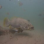Ein grauer Riesenzackenbarsch mit dicken Lippen schwimmt in trübem Wasser über Sand, den Kopf mit hellen Punkten übersät, die gelben Flossen schwarz gefleckt und ein Putzerlippfisch an der Flanke