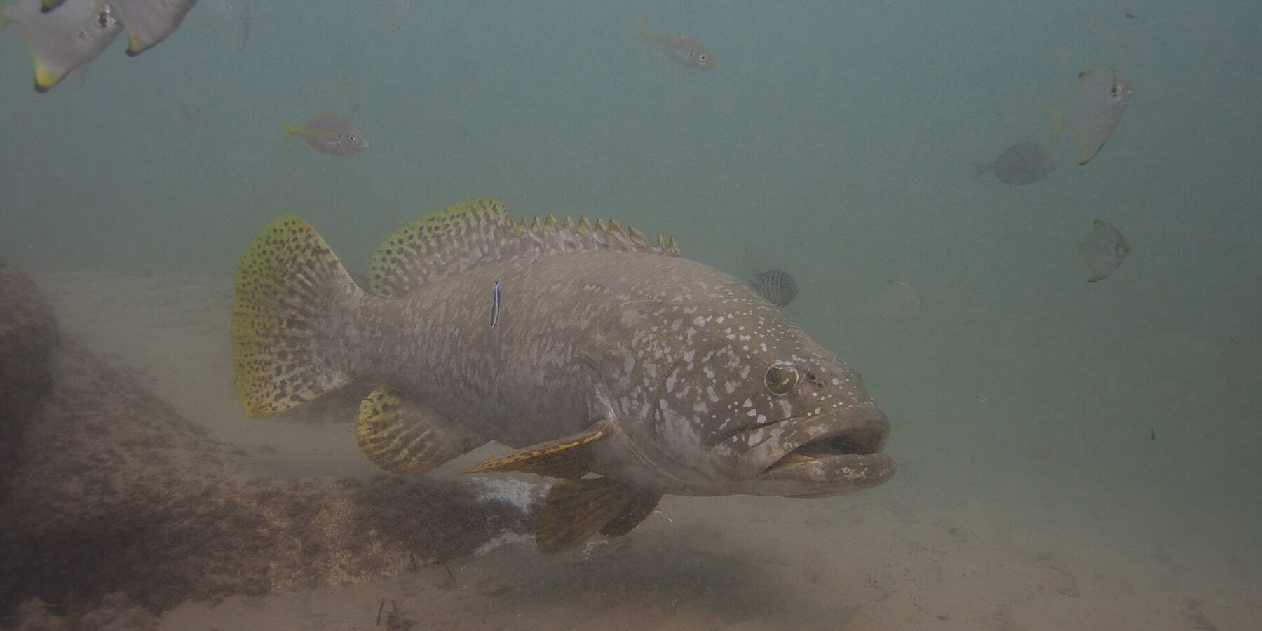 Ein grauer Riesenzackenbarsch mit dicken Lippen schwimmt in trübem Wasser über Sand, den Kopf mit hellen Punkten übersät, die gelben Flossen schwarz gefleckt und ein Putzerlippfisch an der Flanke