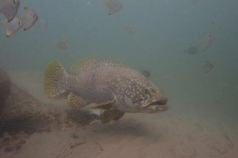 Ein grauer Riesenzackenbarsch mit dicken Lippen schwimmt in trübem Wasser über Sand, den Kopf mit hellen Punkten übersät, die gelben Flossen schwarz gefleckt und ein Putzerlippfisch an der Flanke