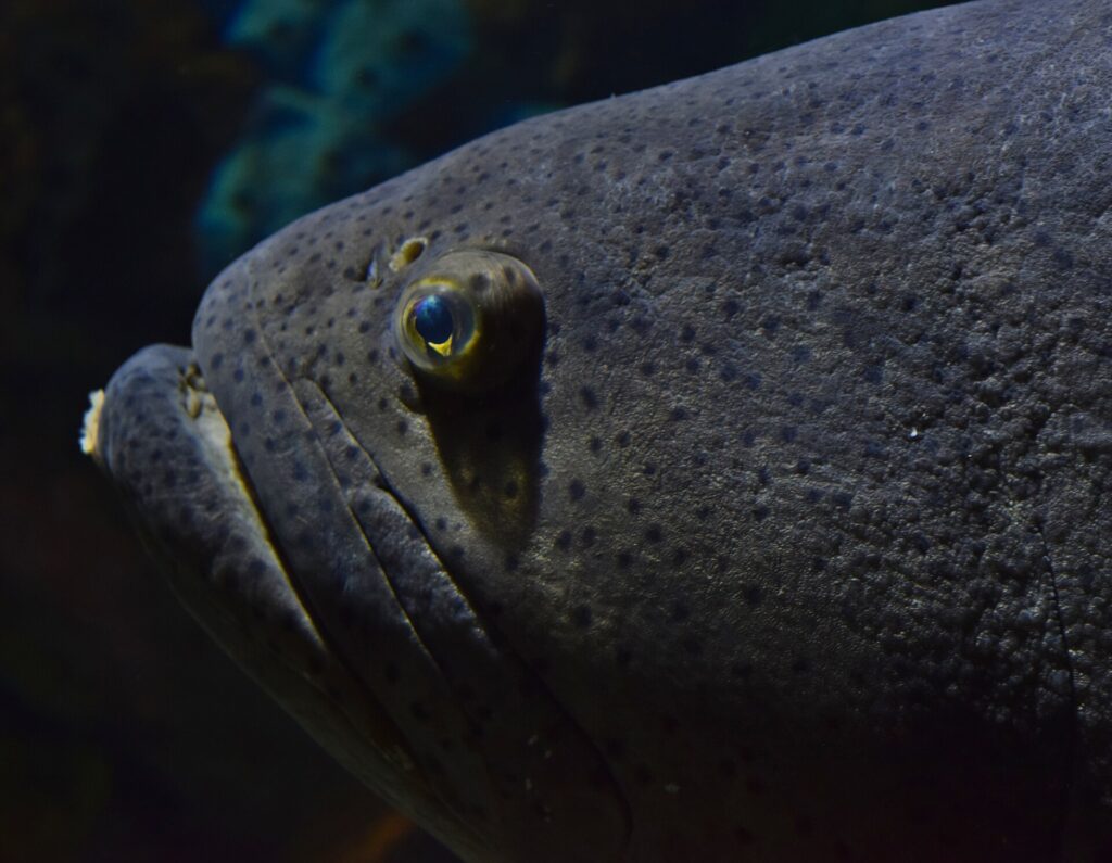 Nahaufnahme des dunkelgrauen Kopfes eines Riesenzackenbarschs, übersät mit kleinen schwarzen Punkten, mit einem kleinen gelb umrandeten Auge und dicken Lippen