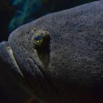 Nahaufnahme des dunkelgrauen Kopfes eines Riesenzackenbarschs, übersät mit kleinen schwarzen Punkten, mit einem kleinen gelb umrandeten Auge und dicken Lippen