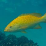 Ein leuchtend orangefarbener Leoparden-Zackenbarsch im Profil, mit gespreizten Flossen, über braunem Korallengrund in blaugrünem Wasser