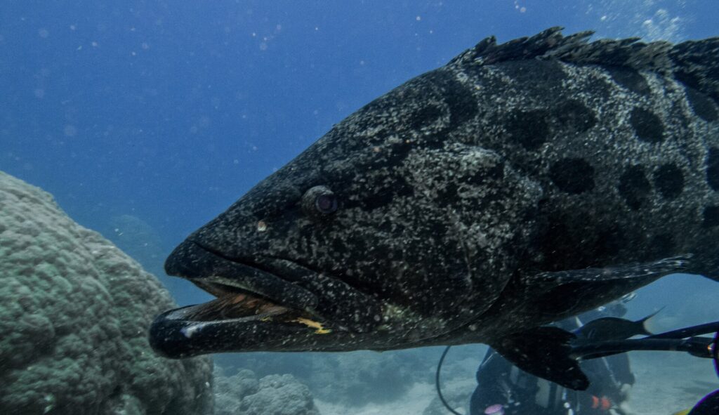 Der Kopf eines großen, grauen, schwarz gefleckten Kartoffel-Zackenbarschs mit halb geöffnetem Maul, aus der Nähe vor blauem Hintergrund, dahinter unscharf ein Taucher