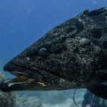 Der Kopf eines großen, grauen, schwarz gefleckten Kartoffel-Zackenbarschs mit halb geöffnetem Maul, aus der Nähe vor blauem Hintergrund, dahinter unscharf ein Taucher