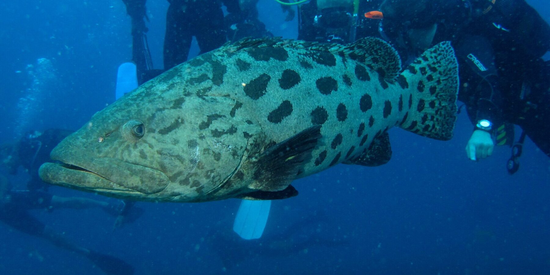 Ein sehr großer, blassgrauer Kartoffel-Zackenbarsch mit großen, klar getrennten dunklen Flecken schwimmt im Profil vor einer Gruppe von Tauchern, die ihn beobachten