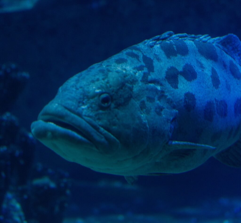 Nahaufnahme des Kopfes eines Kartoffel-Zackenbarschs mit dicken Lippen, das Auge von dunklen Zeichnungen umgeben, große Flecken auf dem oberen Körper, in dunkelblauem Wasser