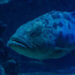 Nahaufnahme des Kopfes eines Kartoffel-Zackenbarschs mit dicken Lippen, das Auge von dunklen Zeichnungen umgeben, große Flecken auf dem oberen Körper, in dunkelblauem Wasser