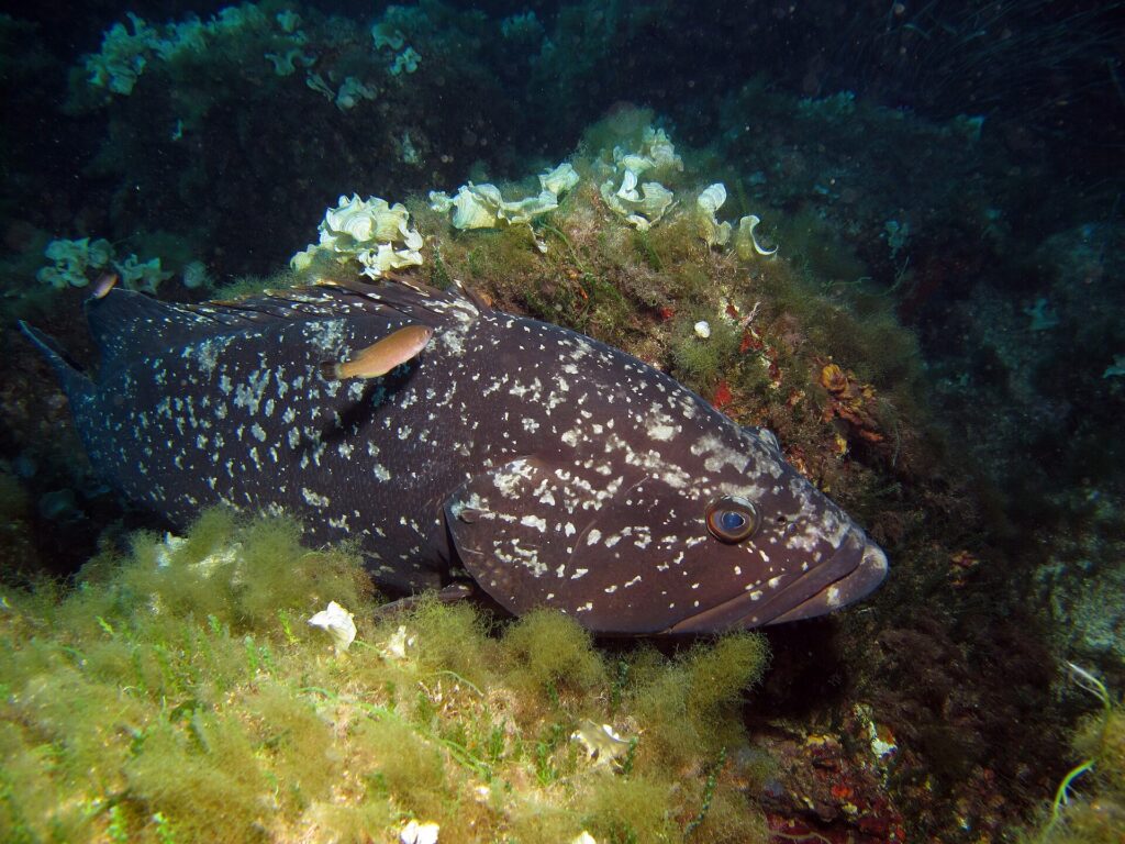 Ein großer Brauner Zackenbarsch mit dunklem, weiß geflecktem Kleid liegt an einem Felsen mit grünen Algen und hellen Fächeralgen, den Kopf nach rechts, ein kleiner orangefarbener Fisch zieht über seinen Rücken.
