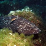 Ein großer Brauner Zackenbarsch mit dunklem, weiß geflecktem Kleid liegt an einem Felsen mit grünen Algen und hellen Fächeralgen, den Kopf nach rechts, ein kleiner orangefarbener Fisch zieht über seinen Rücken.