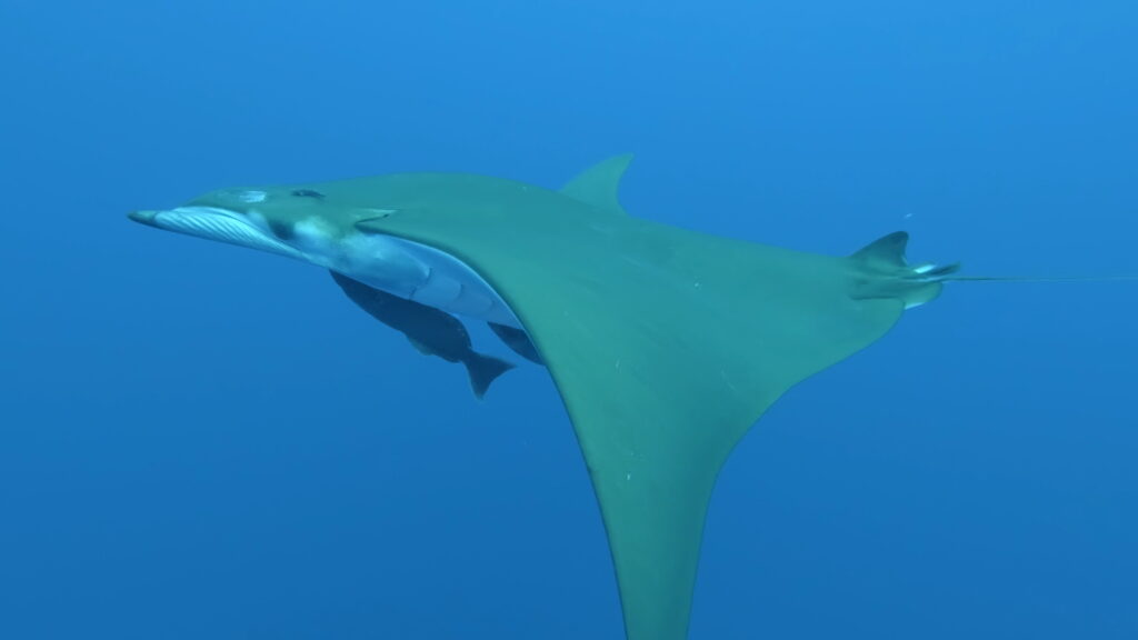 Ein Mobularochen von unten und von der Seite gesehen, weißer Bauch, olivgrüne sichelförmige Flossen, zwei Schiffshalter unter dem Körper, in klarem blauem Wasser