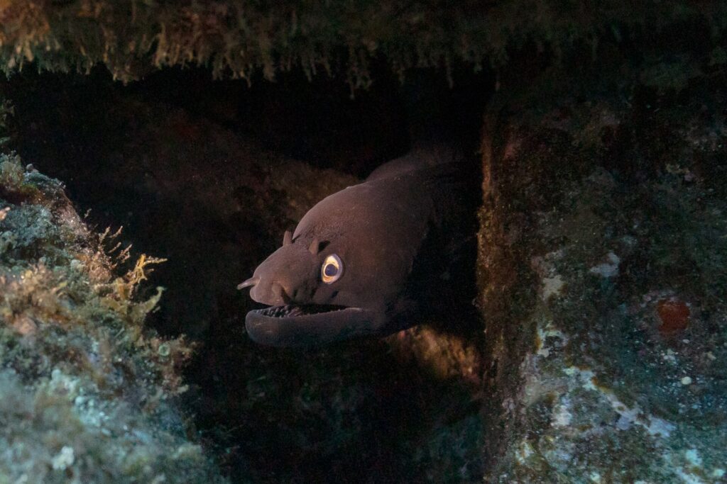 Eine Schwarze Muräne streckt den Kopf aus einer dunklen Spalte zwischen algenbewachsenen Felsen, das Maul halb geöffnet über den Zähnen, das goldgerandete Auge im Licht der Lampe