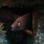 Eine Schwarze Muräne streckt den Kopf aus einer dunklen Spalte zwischen algenbewachsenen Felsen, das Maul halb geöffnet über den Zähnen, das goldgerandete Auge im Licht der Lampe