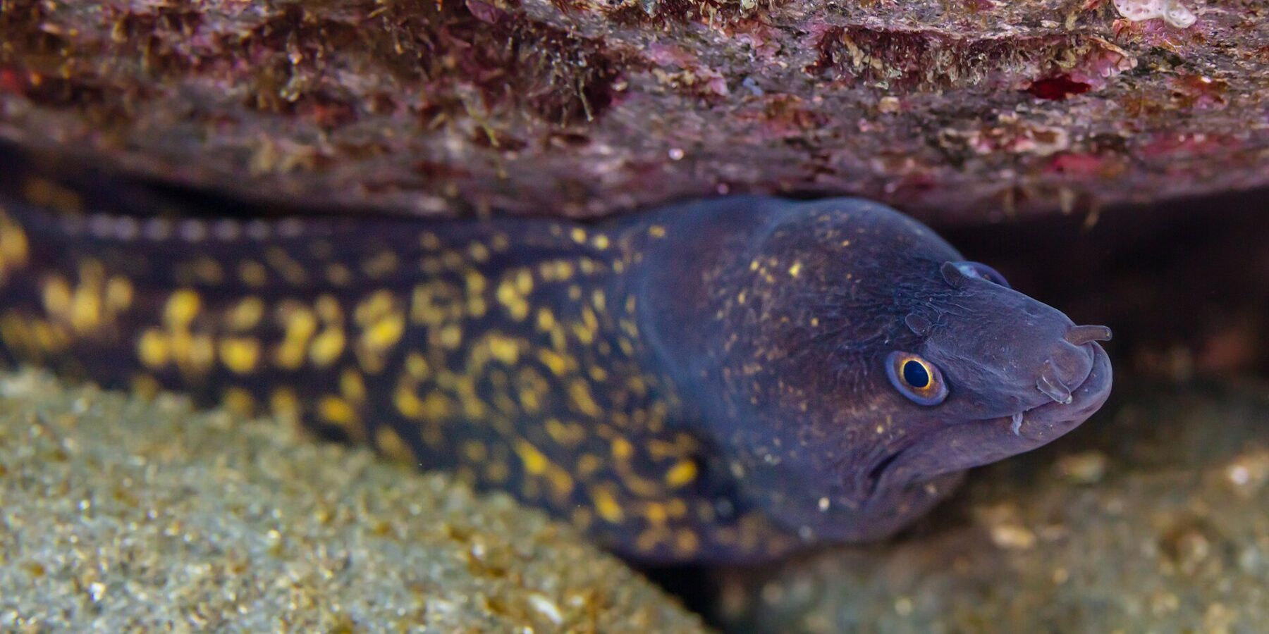 Eine Mittelmeer-Muräne unter einem Felsüberhang, den Kopf nach rechts: violettbrauner Körper mit großen gelben Flecken, dunklerer Kopf mit gelben Punkten, gelb umrandetes Auge und röhrenförmige Nasenöffnungen an der Schnauzenspitze.