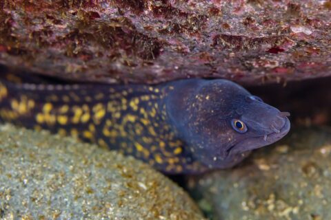 Eine Mittelmeer-Muräne unter einem Felsüberhang, den Kopf nach rechts: violettbrauner Körper mit großen gelben Flecken, dunklerer Kopf mit gelben Punkten, gelb umrandetes Auge und röhrenförmige Nasenöffnungen an der Schnauzenspitze.