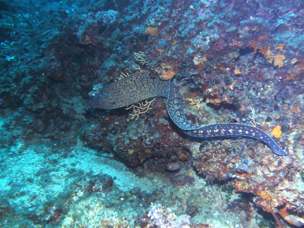 Eine Mittelmeer-Muräne schwimmt frei an einer Felswand entlang, den Kopf links: langer Schlangenkörper ohne Brustflossen, vorne dunkelbraun mit blassgelber Marmorierung, zum Schwanz hin mit hellen Flecken in Rosettenform.
