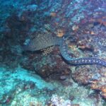 Eine Mittelmeer-Muräne schwimmt frei an einer Felswand entlang, den Kopf links: langer Schlangenkörper ohne Brustflossen, vorne dunkelbraun mit blassgelber Marmorierung, zum Schwanz hin mit hellen Flecken in Rosettenform.
