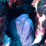 Eine Muräne streckt den Kopf aus einer mit Rotalgen bewachsenen Spalte: runzlige, violettgraue Haut mit kleinen hellen Punkten, kleines weiß umrandetes Auge, zwei röhrenförmige Nasenöffnungen, eine an der Schnauzenspitze, die andere vor dem Auge, und halb geöffnetes Maul mit einer Reihe Zähne.