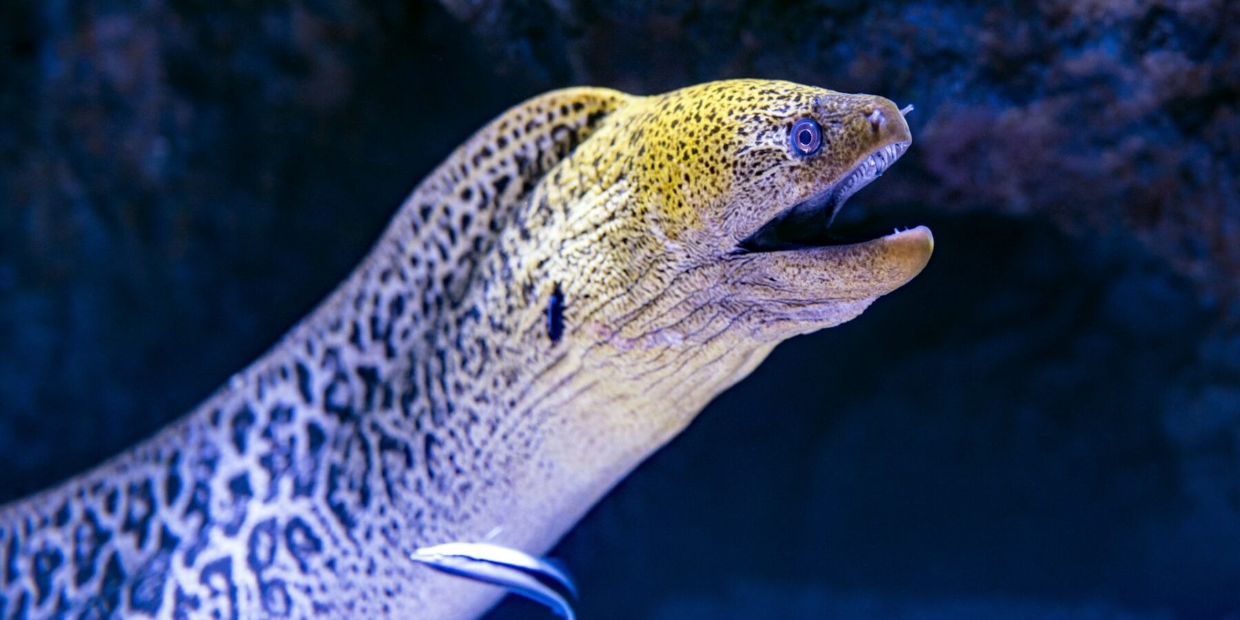 Eine Riesenmuräne kommt aus ihrer Spalte, mit gelbem, geflecktem Kopf und offenem Maul, ein Putzerlippfisch an ihrer Flanke