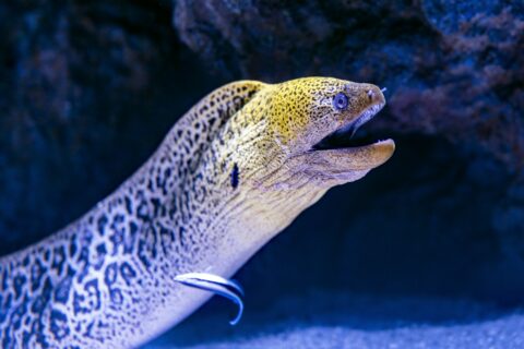 Eine Riesenmuräne kommt aus ihrer Spalte, mit gelbem, geflecktem Kopf und offenem Maul, ein Putzerlippfisch an ihrer Flanke