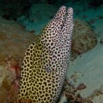 Eine Leopardmuräne, weiß mit braunen Flecken, mit offenem Maul aus ihrem Loch aufgerichtet, vor Sand und Korallen