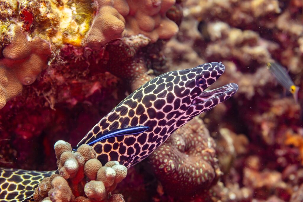 Eine Leopardmuräne mit schwarz-weiß geflecktem Kopf und offenem Maul, halb aus ihrem Loch, mit einem blauen Putzerlippfisch an der Flanke, fotografiert in Oman