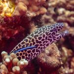 Eine Leopardmuräne mit schwarz-weiß geflecktem Kopf und offenem Maul, halb aus ihrem Loch, mit einem blauen Putzerlippfisch an der Flanke, fotografiert in Oman