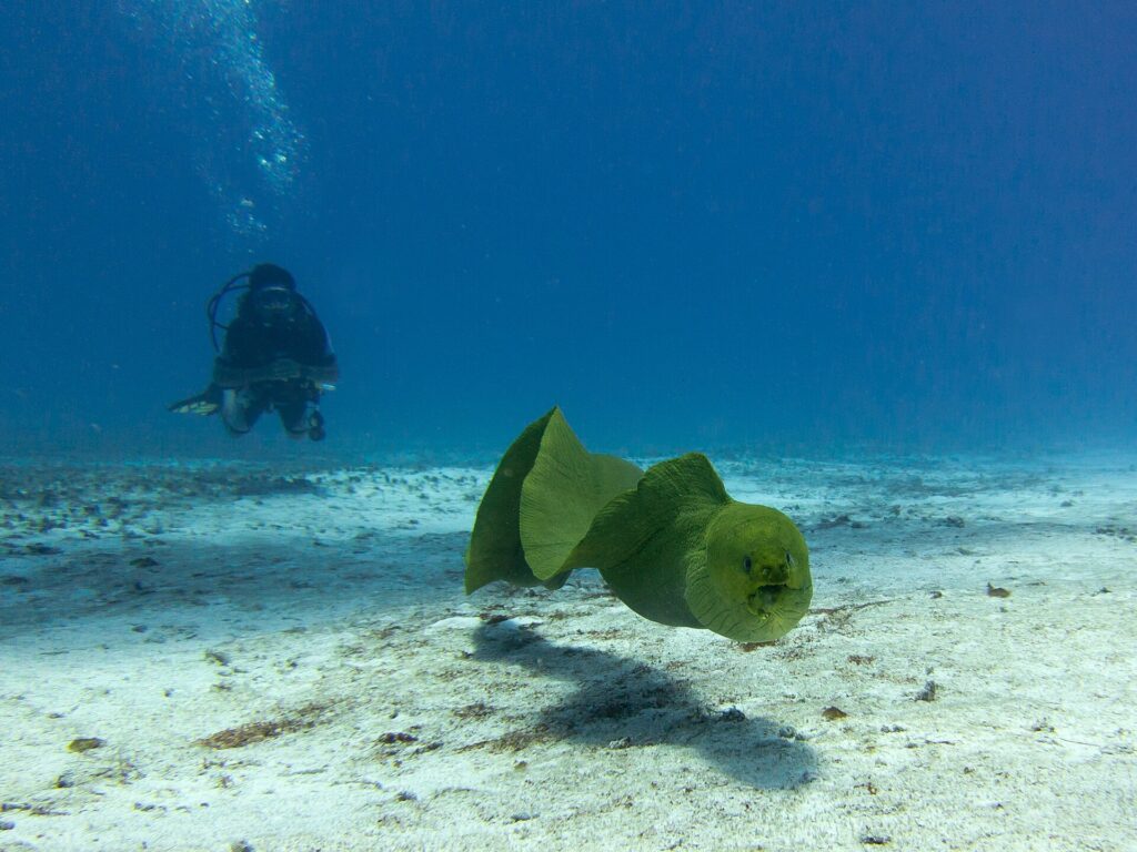 Eine Grüne Muräne schwimmt mit halb geöffnetem Maul im Freiwasser über dem Sand, ein Taucher im Hintergrund im Blau, auf Cozumel