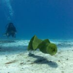 Eine Grüne Muräne schwimmt mit halb geöffnetem Maul im Freiwasser über dem Sand, ein Taucher im Hintergrund im Blau, auf Cozumel