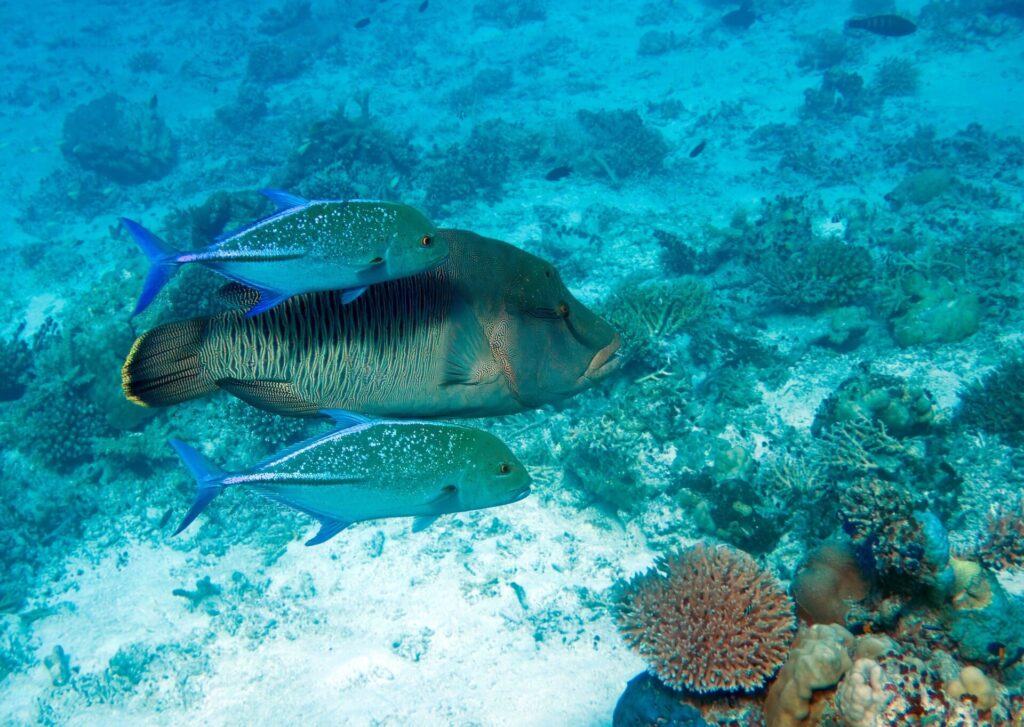 Ein Napoleon-Lippfisch mit fein gestreiften Flanken, begleitet von zwei blau gepunkteten Blauflossen-Stachelmakrelen, über einem hellen Riff