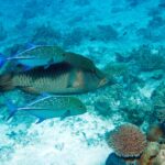 Ein Napoleon-Lippfisch mit fein gestreiften Flanken, begleitet von zwei blau gepunkteten Blauflossen-Stachelmakrelen, über einem hellen Riff