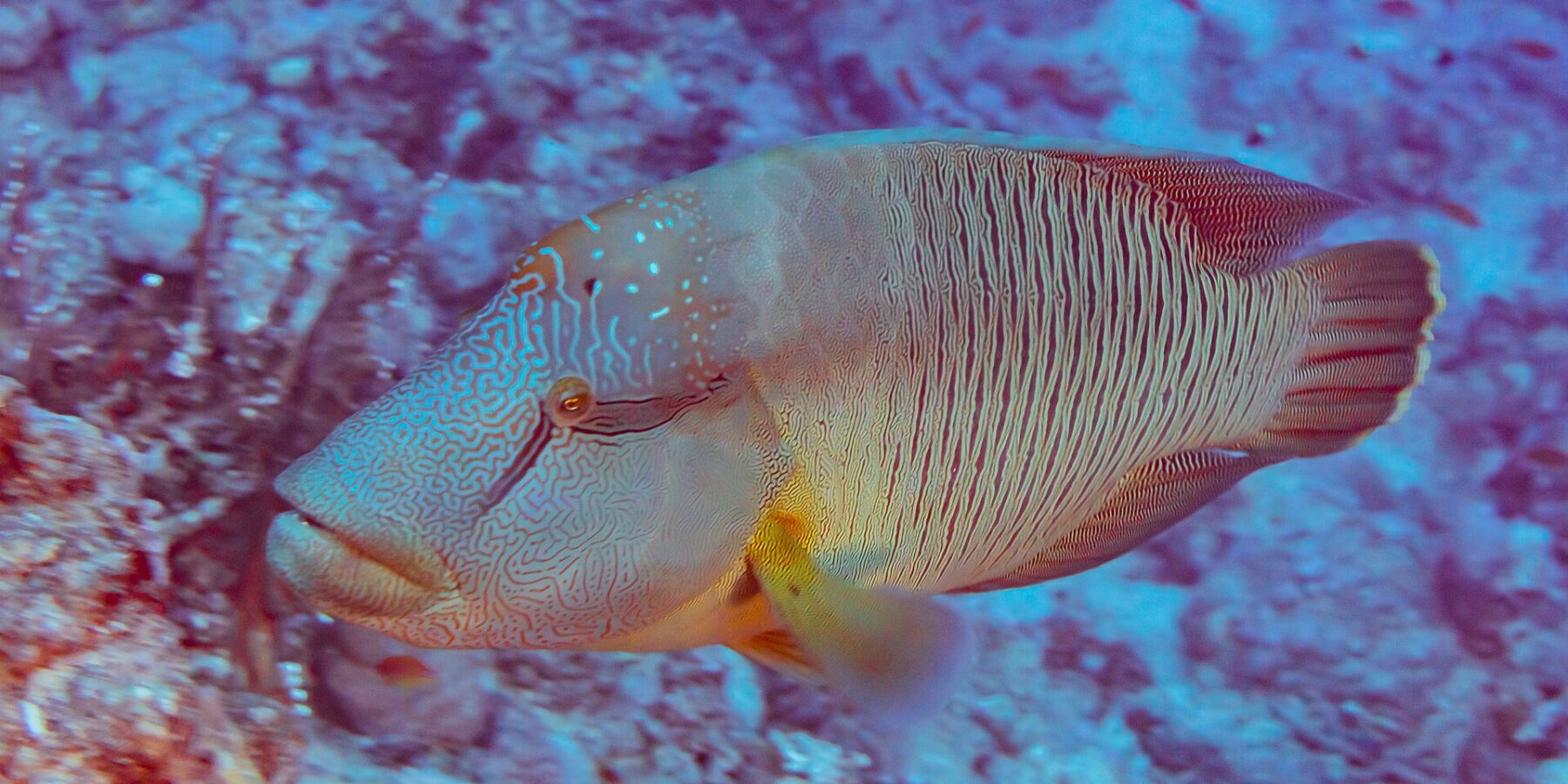 Ein Napoleon-Lippfisch von der Seite, der Kopf mit einem Labyrinth aus Linien bedeckt, die Flanken mit feinen senkrechten Linien gestreift, vor einem Riff
