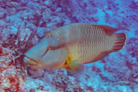 Ein Napoleon-Lippfisch von der Seite, der Kopf mit einem Labyrinth aus Linien bedeckt, die Flanken mit feinen senkrechten Linien gestreift, vor einem Riff