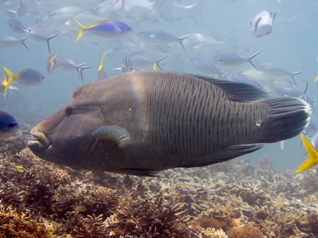 Ein großer Napoleon-Lippfisch im Profil über dem Riff, Stirnbuckel und dicke Lippen vorgestreckt, der Kopf mit einem Netz feiner Linien marmoriert, Füsiliere um ihn herum