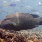 Ein großer Napoleon-Lippfisch im Profil über dem Riff, Stirnbuckel und dicke Lippen vorgestreckt, der Kopf mit einem Netz feiner Linien marmoriert, Füsiliere um ihn herum