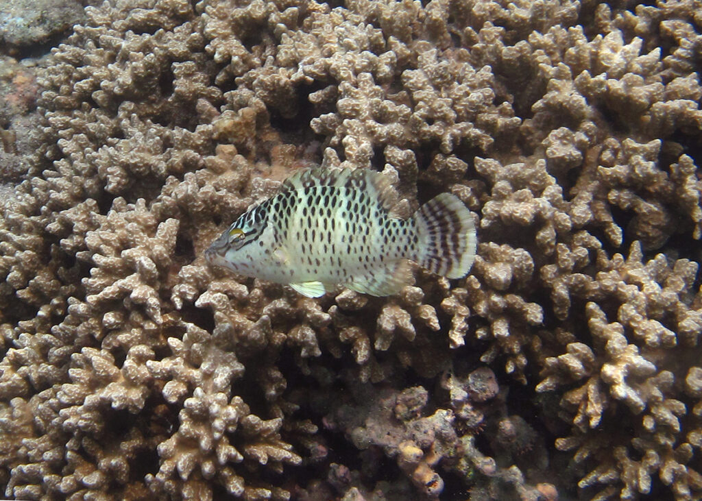 Ein junger Napoleon-Lippfisch über einer Geweihkoralle, der helle Körper mit Reihen dunkler Punkte gesprenkelt, zwei schwarze Striche, die vom Auge ausgehen, und eine dunkel gebänderte Schwanzflosse