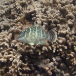 Ein junger Napoleon-Lippfisch über einer Geweihkoralle, der helle Körper mit Reihen dunkler Punkte gesprenkelt, zwei schwarze Striche, die vom Auge ausgehen, und eine dunkel gebänderte Schwanzflosse