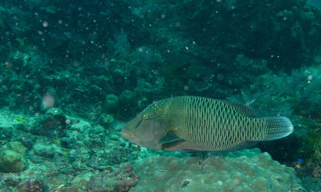 Ein größerer junger Napoleon-Lippfisch über einem Korallenblock, braungrün, zwei schwarze Striche hinter dem Auge, die Stirn noch ohne Buckel und die Flanken mit einem Netz heller Linien bedeckt