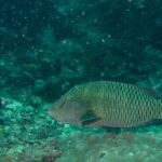 Ein größerer junger Napoleon-Lippfisch über einem Korallenblock, braungrün, zwei schwarze Striche hinter dem Auge, die Stirn noch ohne Buckel und die Flanken mit einem Netz heller Linien bedeckt