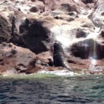 Ein aufgerichtetes Männchen des Kalifornischen Seelöwen auf einem rosa Felsen am Wasser, ein Jungtier neben ihm, auf Los Islotes