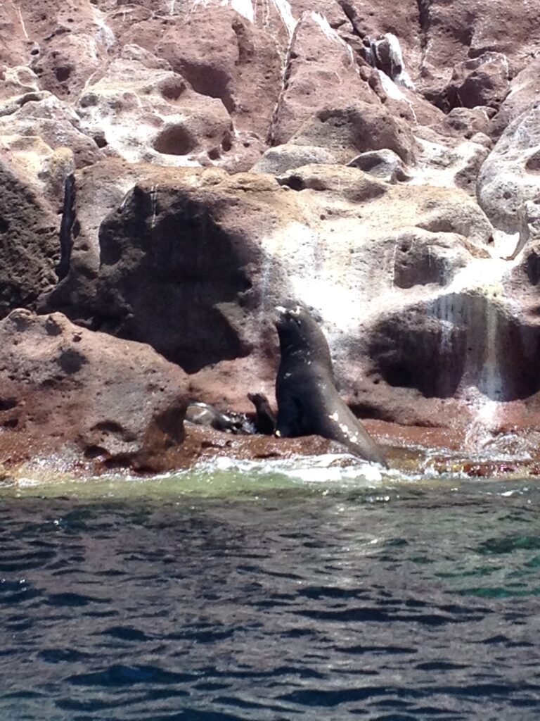 Ein aufgerichtetes Männchen des Kalifornischen Seelöwen auf einem rosa Felsen am Wasser, ein Jungtier neben ihm, auf Los Islotes