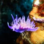 Eine violette Flabellina auf einem orangefarbenen Schwamm, der Rücken mit violetten Cerata mit orangefarbenem Kern und weißer Spitze besetzt, zwei geringelte Rhinophoren aufgerichtet auf dem Kopf